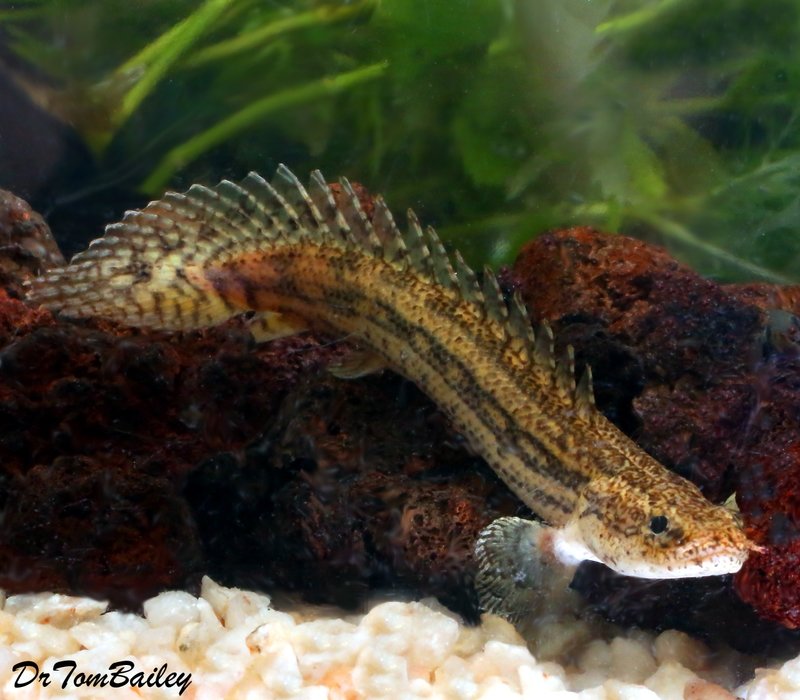 Premium Rare and New, Lapradei (Koliba) Bichir