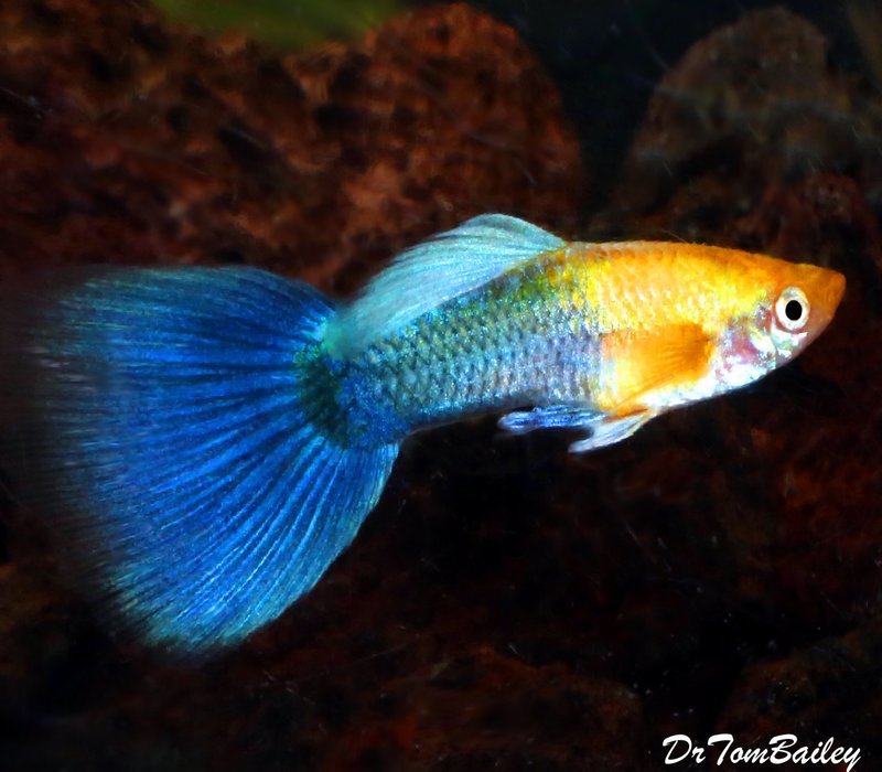 Premium MALE New Hawaiian Sunset Fancy Guppy