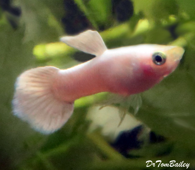 Premium MALE Rare Metallic Platinum White Fancy Guppy