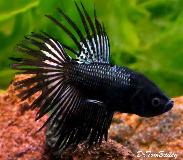 Premium MALE, Rare, Black Orchid Crowntail Betta Fish
