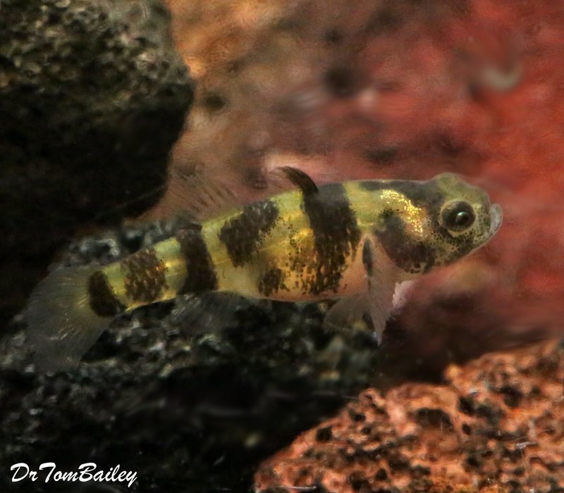 Premium Rare WILD, Freshwater Bumblebee Goby, Nano Fish