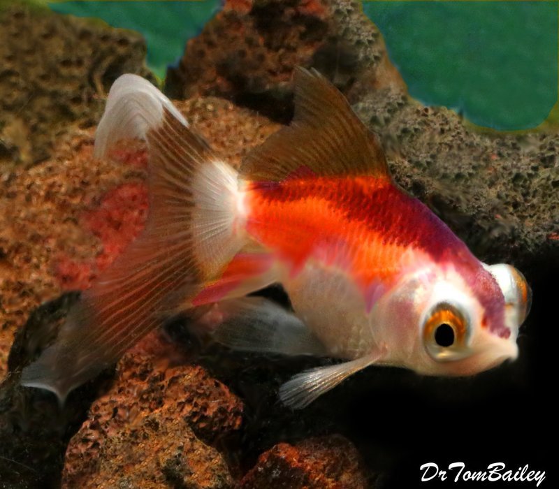 Premium TriColor Telescope Goldfish
