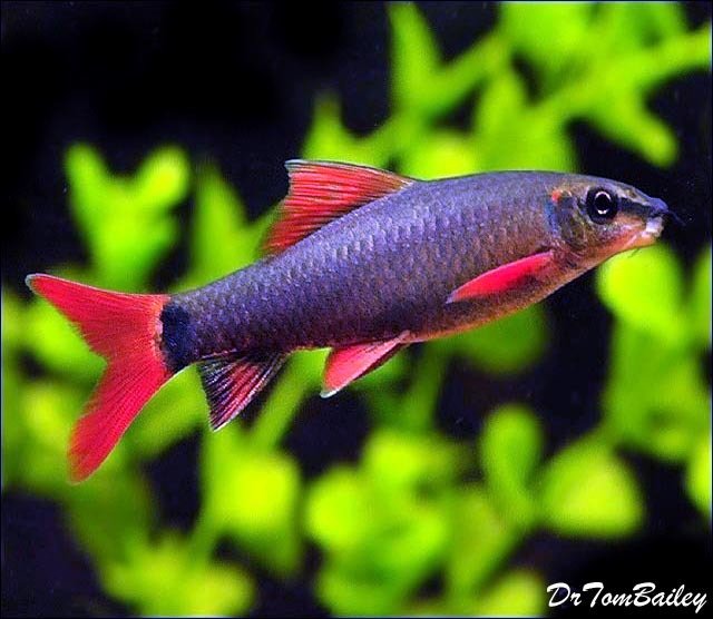 Premium Rainbow Shark