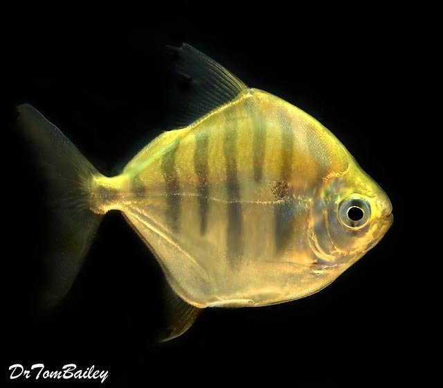 Premium Rare Tiger Silver Dollar Fish