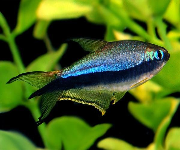 Premium Emperor Tetra