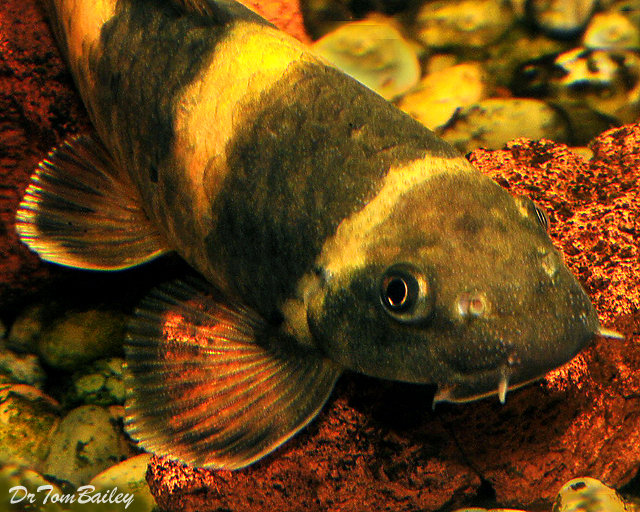 Premium Rare Panda Garra Algae Eating Catfish