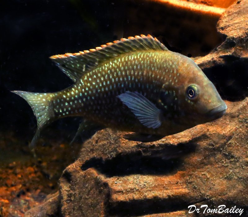 Premium Very Rare New, Danakilia Shukoray Cichlid, from Eritrea in Northeastern Africa