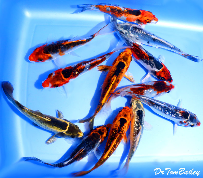 Premium Rare Assorted Matsuba Koi