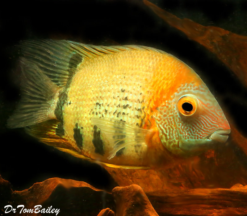 Premium WILD, Red Shoulder Severum Cichlid