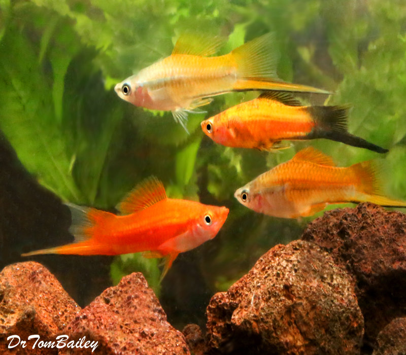 Premium MALE Assorted Swordtails, Males Only