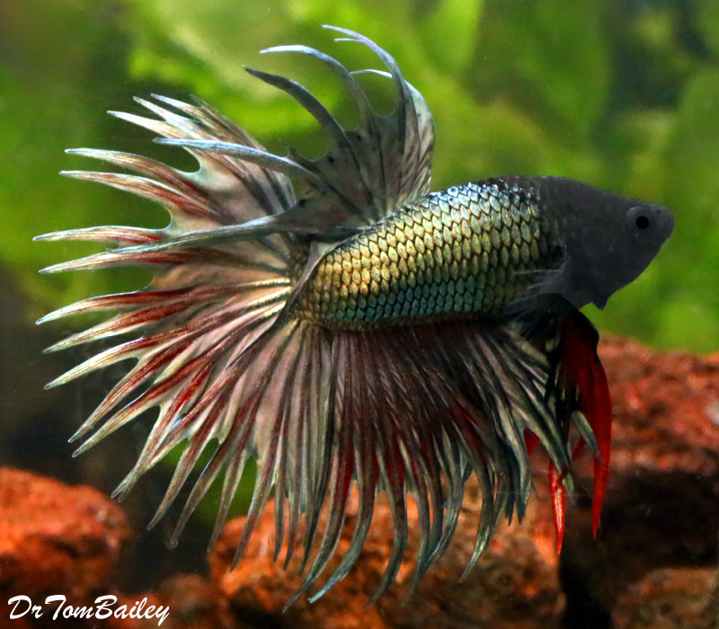 Premium MALE Green Crowntail Betta Fish