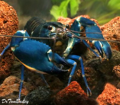 Premium Rare Blue Moon II Lobster