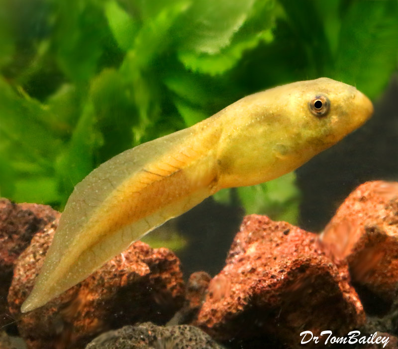 Premium Pet Tadpoles