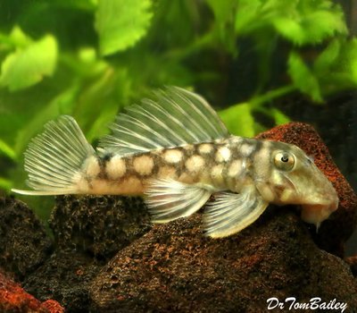 Premium WILD, Rare Polka Dot Plecostomus Catfish, Spectracanthicus zuanoni, L020