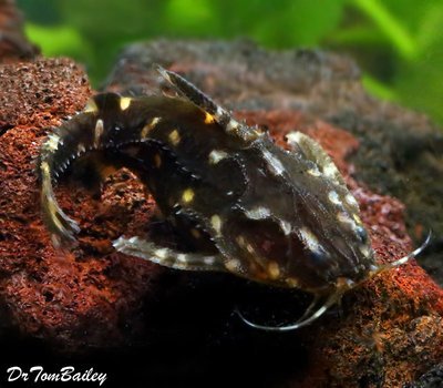 Premium WILD, Spotted Raphael Talking Catfish
