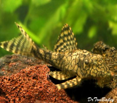 Premium WILD, Rare Honeycomb Plecostomus, L037