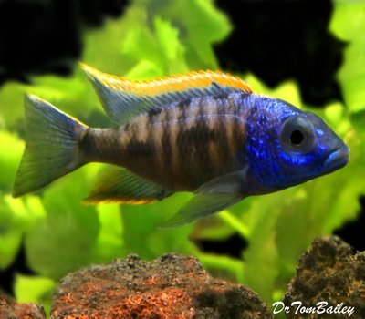 Premium Lake Malawi Yellow Blaze Aristochromis Cichlid from Zimbawe Rock