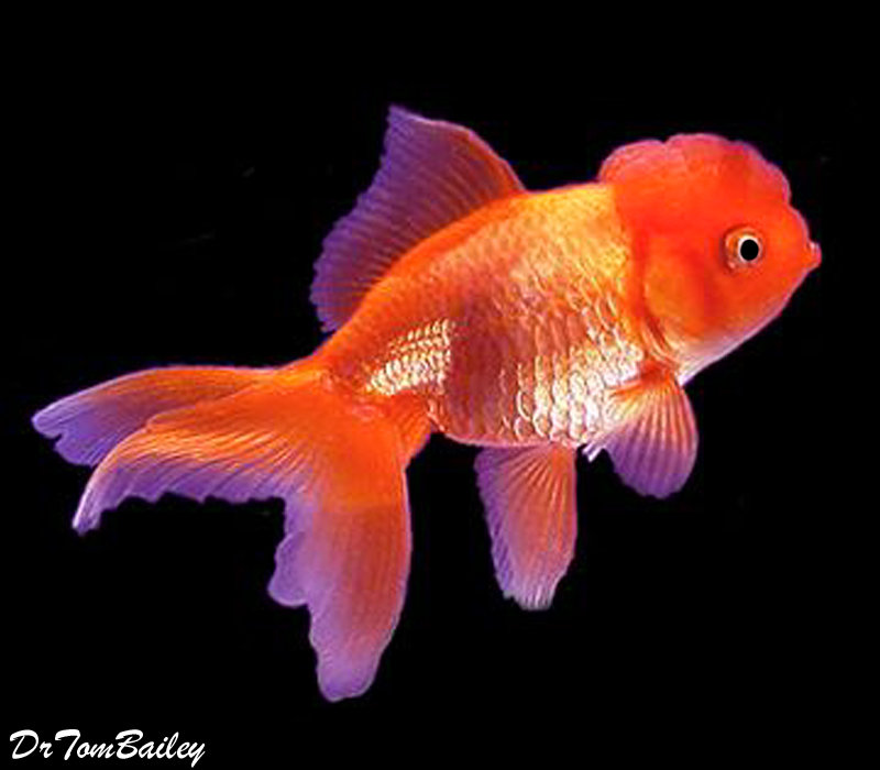 Premium Red Oranda Goldfish
