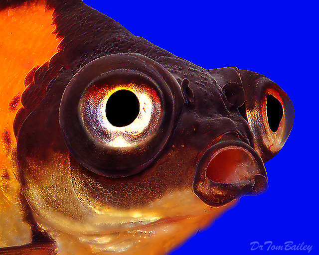 Глазки рыбок. Рыба телескоп. Телескоп рыбка. Рыба с черными глазами. Глаз в телескопе.