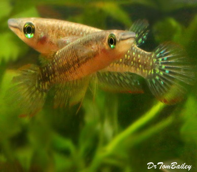 Premium Rare Striped Panchax Killifish