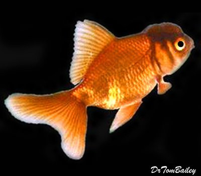 Premium, Rare, Chocolate Oranda Goldfish