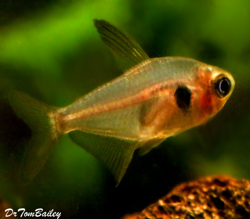 Premium Red Phantom Tetra