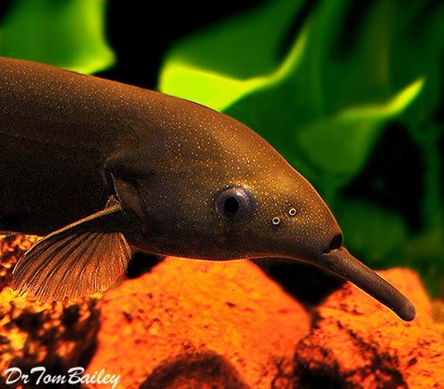 Premium WILD, Elephant Nose Fish
