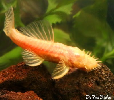 Premium Rare Albino Bristlenose Pleco