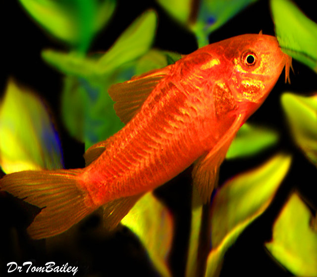 Premium WILD, Neon Orange Cory Catfish, also called the Gold Laser Cory