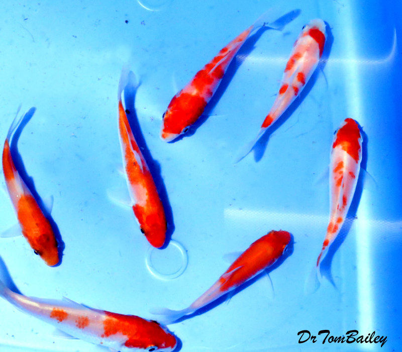 Premium Kohaku Koi