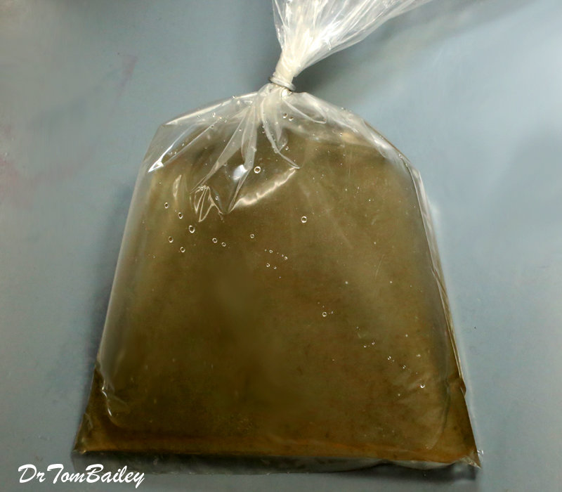 Bag of Water with Beneficial Filter Bacteria