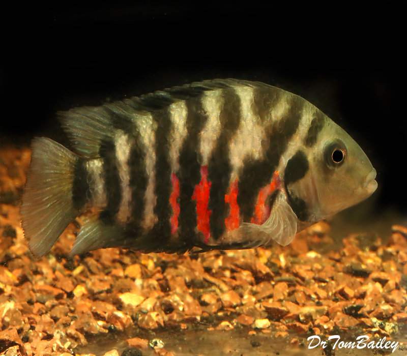 Premium Black Convict Cichlid, on SALE