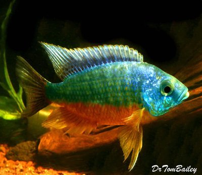 Premium Rare New, WYSIWYG, Protomelas Insignus, Spilonotus Tanzania, from Lake Malawi