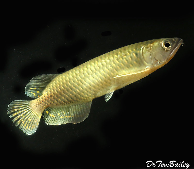 Premium, FARM RAISED, Rare, Jardini Arowana