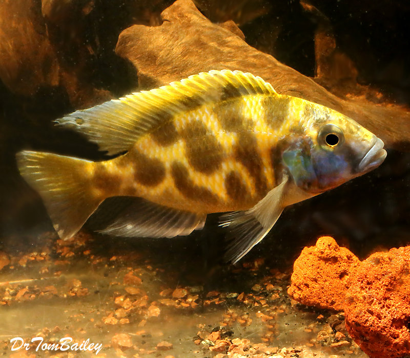 Premium Lake Malawi Venustus Hap. Cichlid SALE- on SALE - was $9.79
