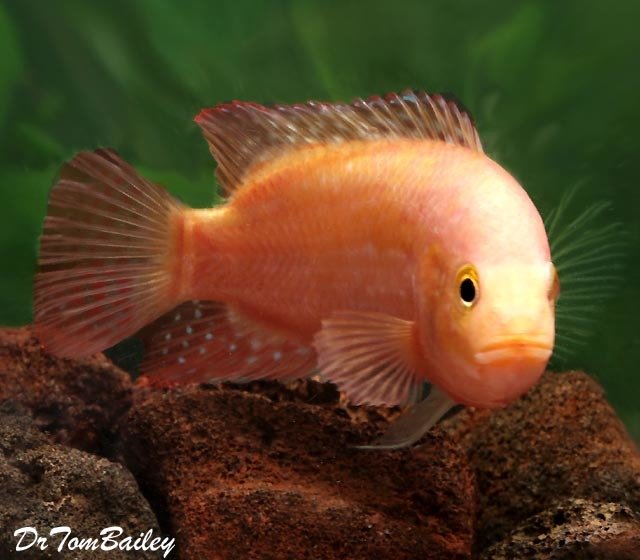 Premium Rare Pink Jack Dempsey Cichlid
