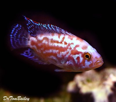 Premium Rare Electric Pink Jack Dempsey Cichlid