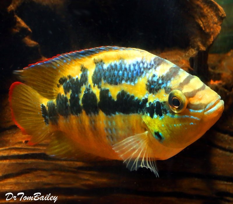 Premium Salvini Cichlid