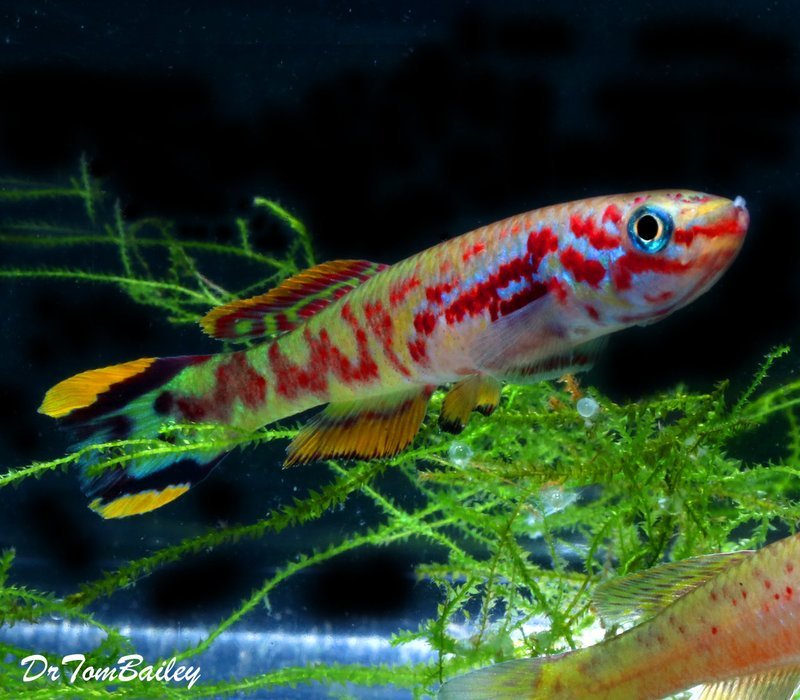 Premium MALE Gardneri Killifish, on SALE