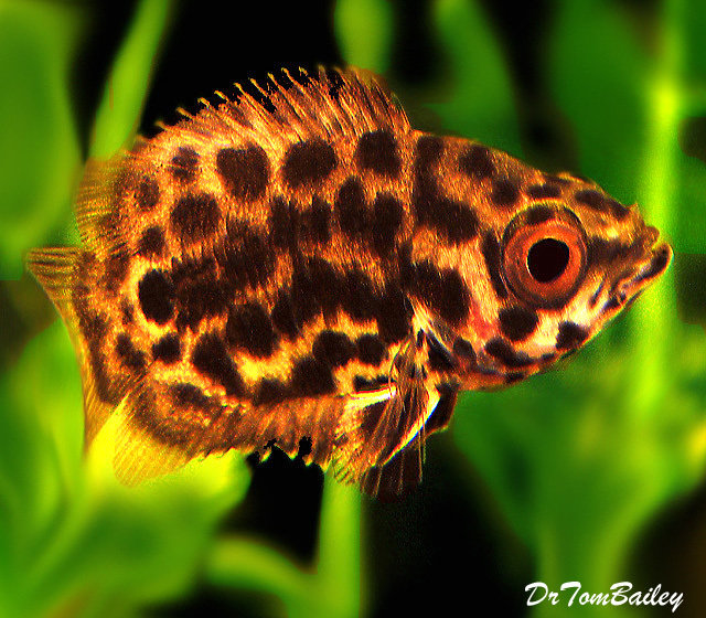 Premium WILD, Rare Leopard Ctenopoma