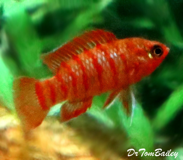 Premium WILD, Scarlet Badis, Nano Fish