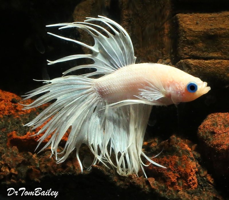 Premium MALE Rare Pearl White Crowntail Betta Fish