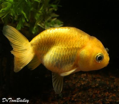 Premium Golden Ranchu Goldfish