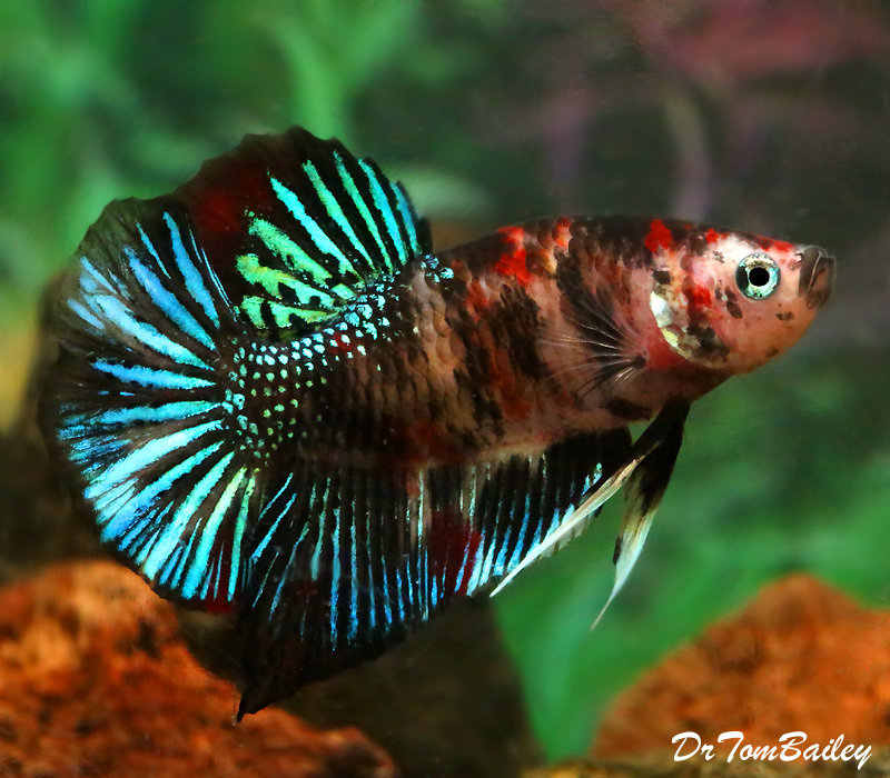 Premium MALE Rare Super Delta Koi Betta Fish