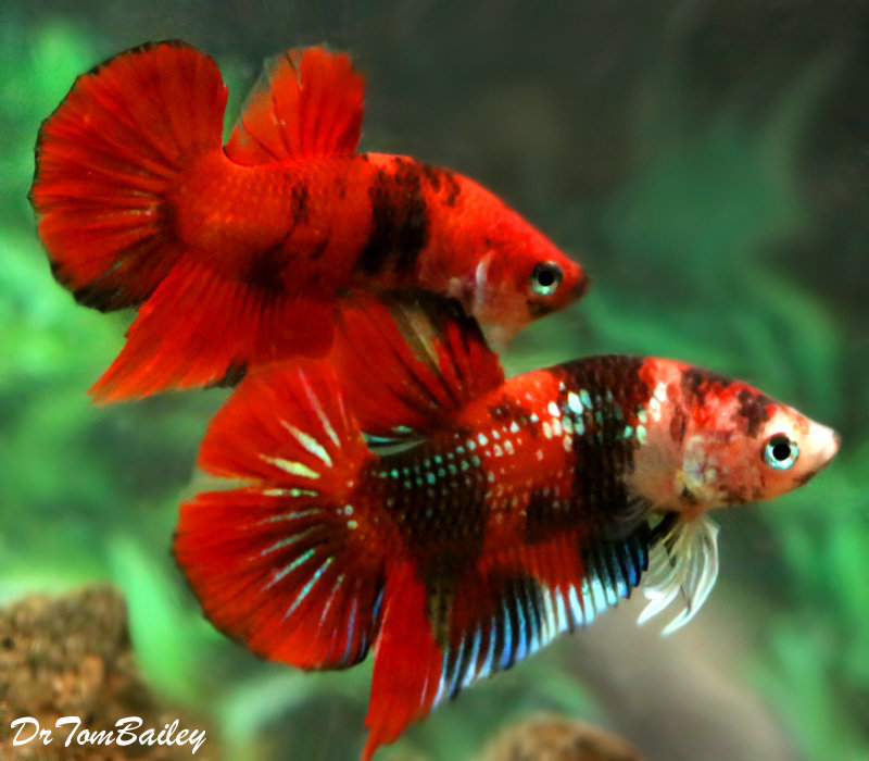 Premium MALE Rare Galaxy Koi Plakat Betta