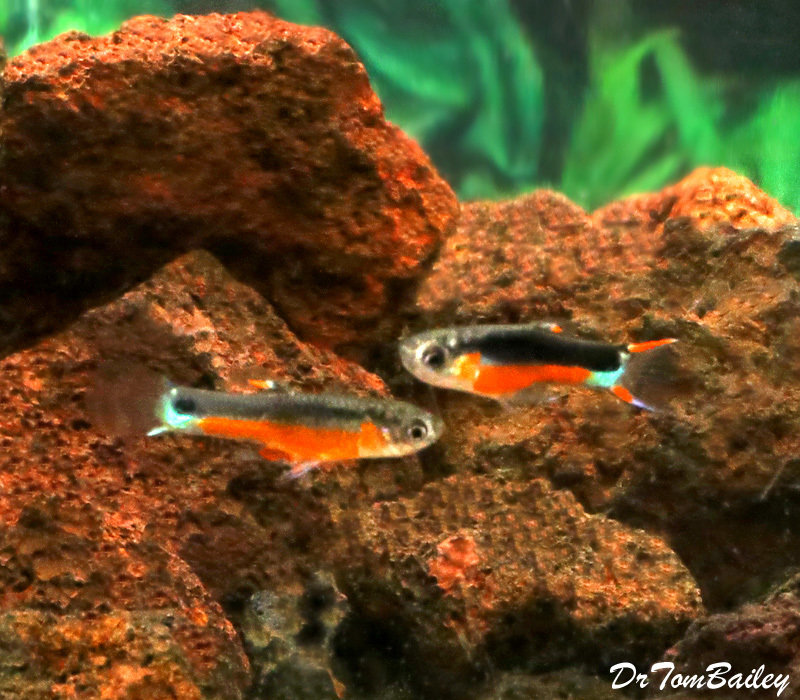 Premium MALE, New Rare, Fancy Santa Maria Hybrid Livebearer, Nano Fish