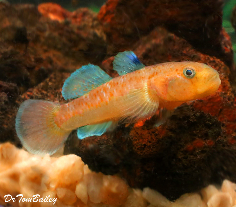 Premium New & Very Rare WILD Red Spotted Goby