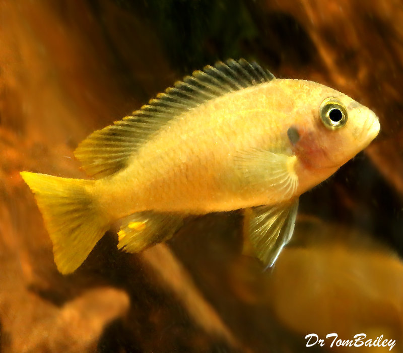 BABY Lake Malawi Msobo Mbuna Cichlid, born here