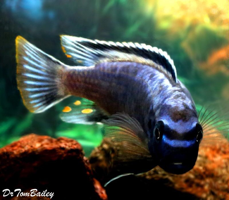 Premium Lake Malawi Msobo Mbuna Cichlid, on SALE - was $16.99