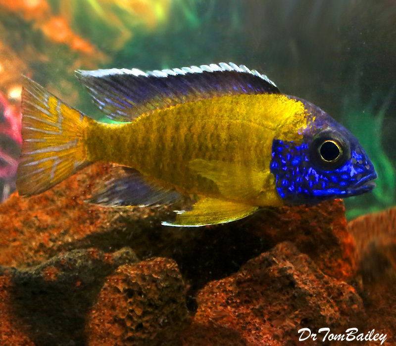 BABY Steveni Neon Blue Peacock Cichlid, from Lake Malawi, born here